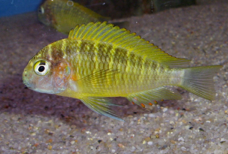 Tropheus moorii 'Linangu'